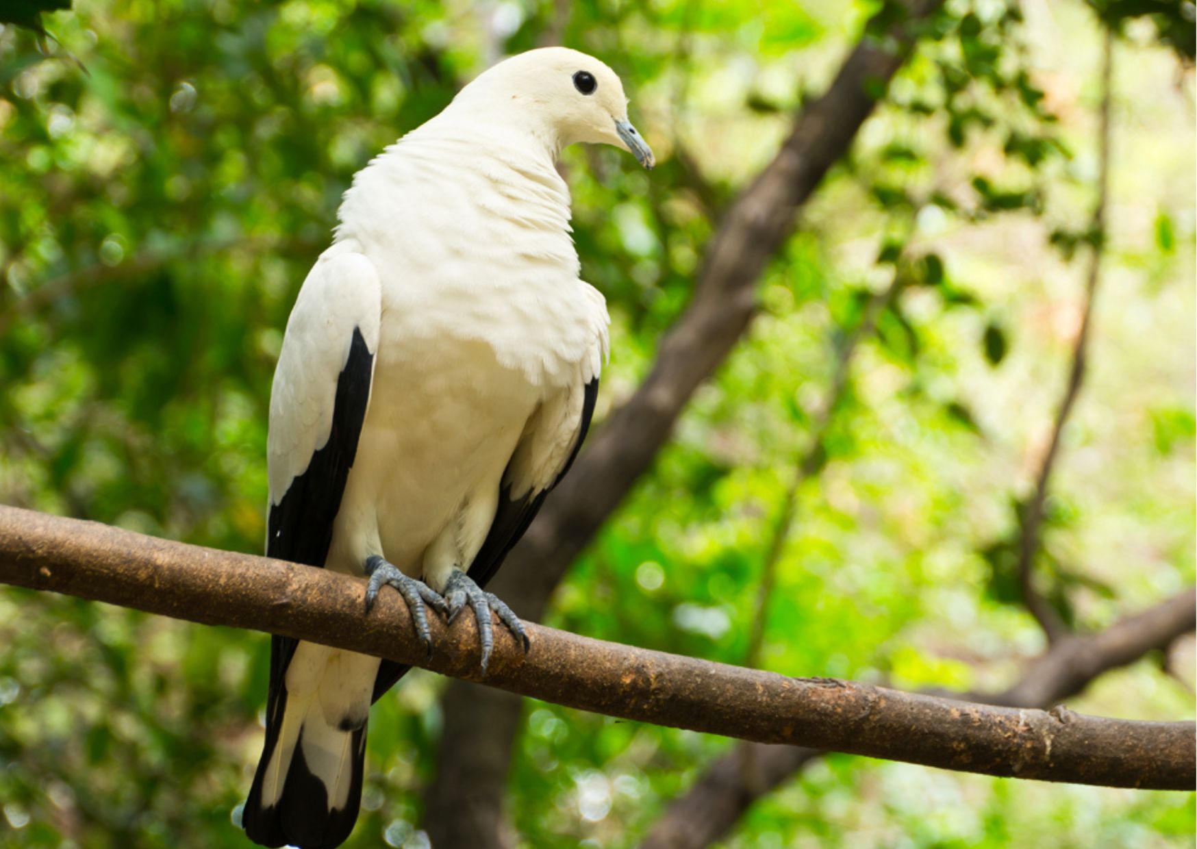 Best 5 Wildlife Sanctuaries of Andaman & Nicobar Islands To Visit